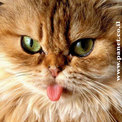 meyawwwwwwwwwwwwww
