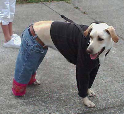 chien